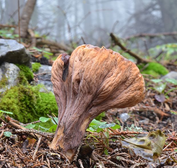 kyjak useknutý Clavariadelphus truncatus Donk