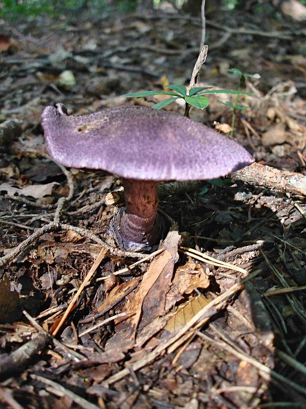 pavučinovec hercýnsky Cortinarius hercynicus (Pers.) M.M. Moser