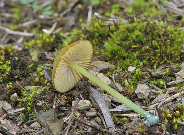 hodvábnica zelenohlúbiková Entoloma incanum (Fr.) Hesler