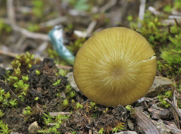 hodvábnica zelenohlúbiková Entoloma incanum (Fr.) Hesler