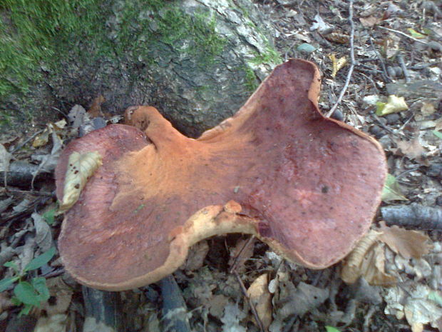 pečeňovec dubový Fistulina hepatica (Schaeff.) With.