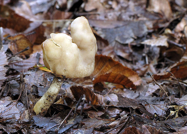 chriapač pružný Helvella elastica Bull.