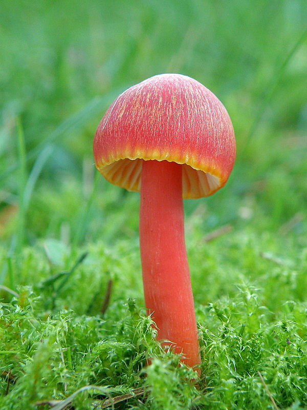 lúčnica šarlátová Hygrocybe coccinea (Schaeff.) P. Kumm.