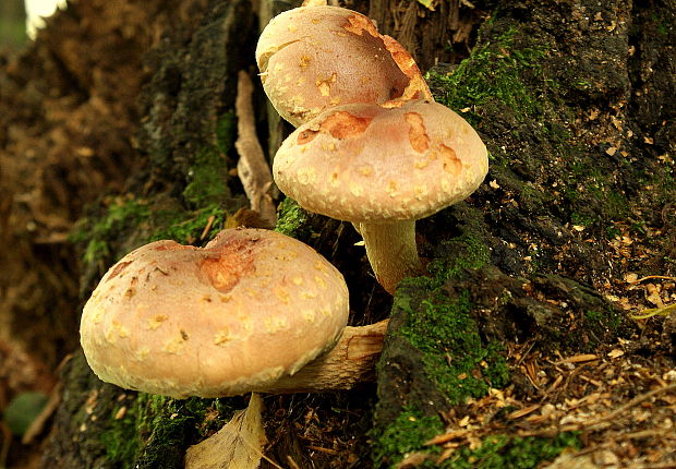 strapcovka Hypholoma sp.