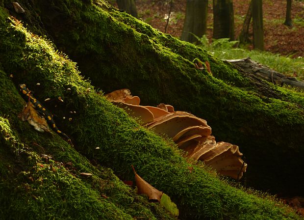 vejárovec obrovský Meripilus giganteus (Pers.) P. Karst.