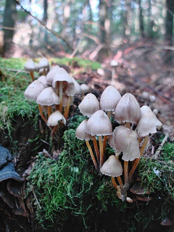 prilbička naklonená Mycena inclinata (Fr.) Quél.