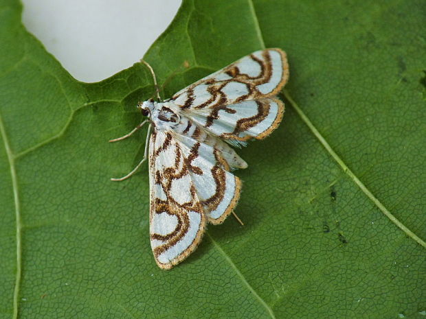 vijačka Nymphula nitidulata