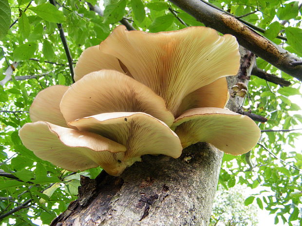 hliva ustricovitá Pleurotus ostreatus (Jacq.) P. Kumm.