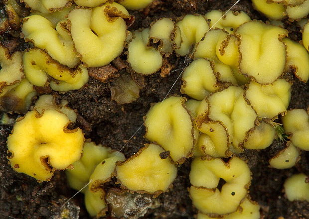 šošovka žltá Podophacidium xanthomelum (Pers.) Kavina