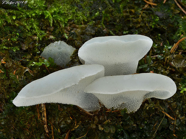 pajelenka želatínová Pseudohydnum gelatinosum (Scop.) P. Karst.