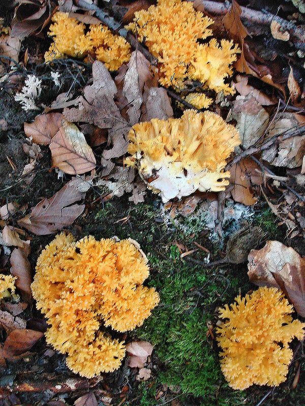 strapačka zlatožltá Ramaria aurea (Schaeff.) Quél.