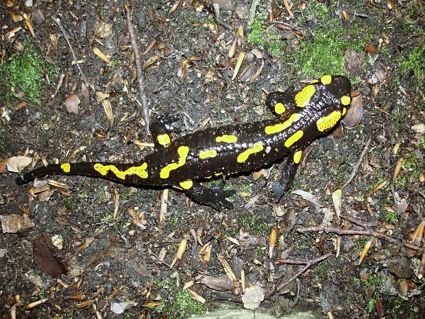 salamandra škvrnitá Salamandra salamandra