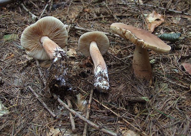 čírovka Tricholoma subfusipes  Kosina & Bon