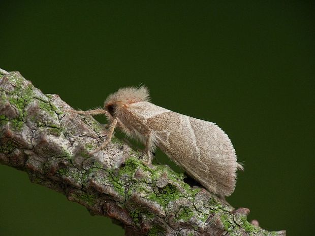 hrotokrídelovec šalátový Triodia sylvina