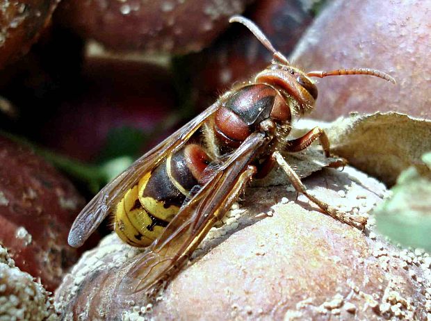 sršeň obyčajný  Vespa crabro