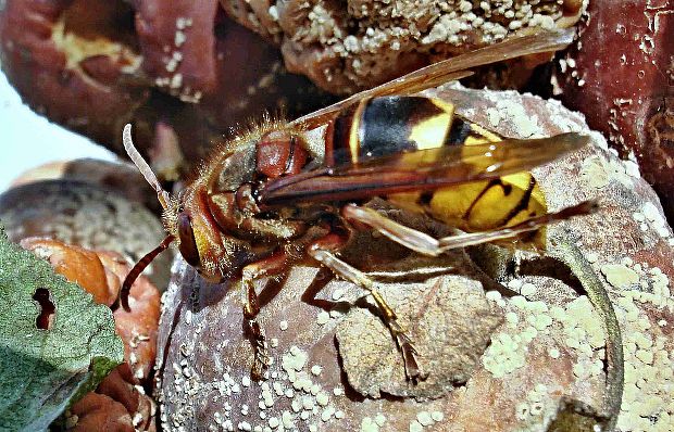 sršeň obyčajný  Vespa crabro