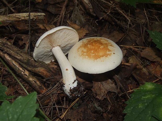 čírovka tricholoma stiparophyllum (S. Lundell) P. Karst.