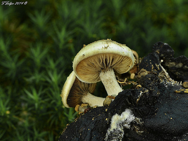 príživnica prášnicovitá Asterophora lycoperdoides (Bull.) Ditmar