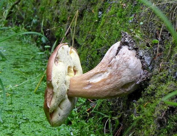 hríb smrekový Boletus edulis Bull.