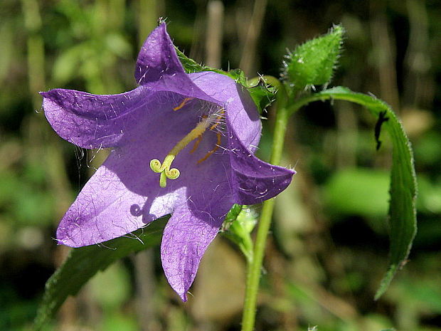 zvonček pŕhľavolistý Campanula trachelium L.