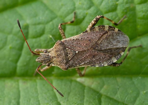 . Ceraleptus gracilicornis