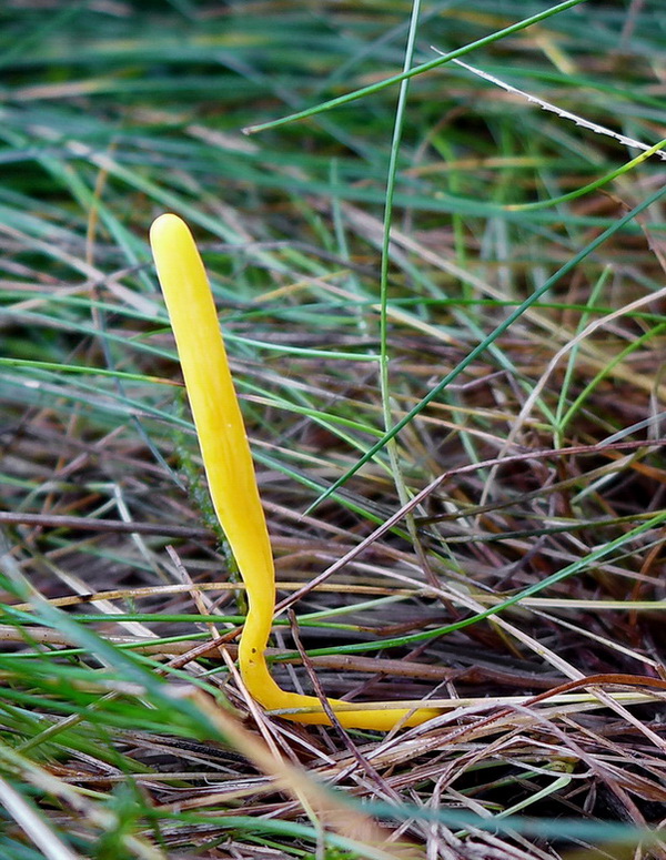 pakonárovka Clavulinopsis sp.