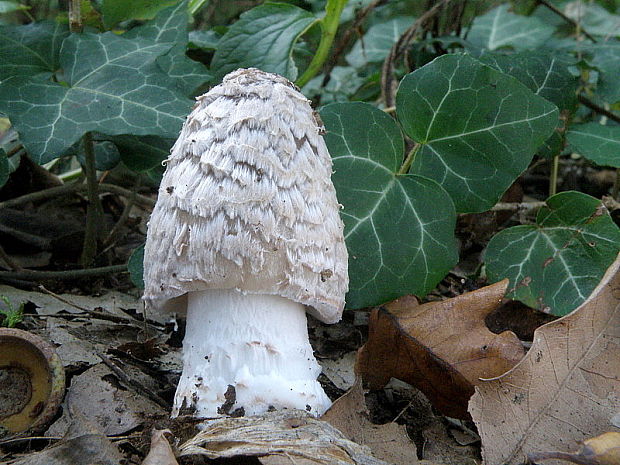 hnojník strakatý Coprinopsis picacea (Bull.) Redhead, Vilgalys & Moncalvo