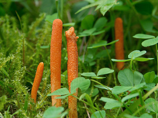 žezlovka hmyzová Cordyceps militaris (Fr.) Link