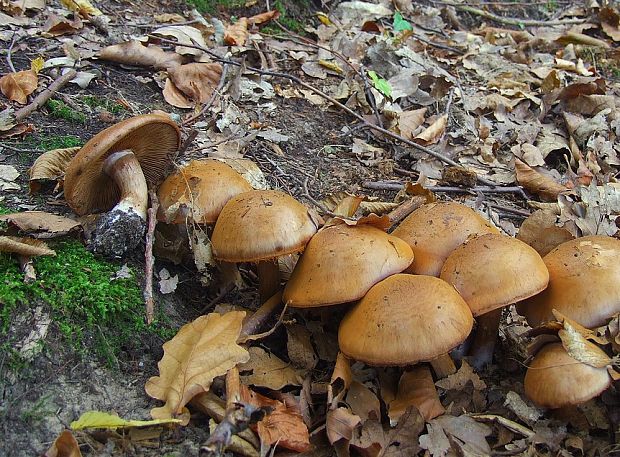 pavučinovec Cortinarius sp.