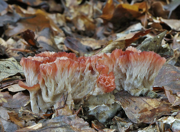 lievikovka buková Cotylidia pannosa (Sowerby) D.A. Reid