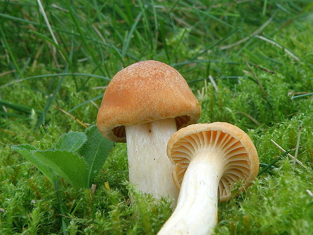 lúčnica statná Cuphophyllus pratensis (Fr.) Bon