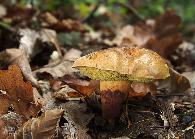 hríb modrejúci Cyanoboletus pulverulentus (Opat.) Gelardi, Vizzini & Simonini