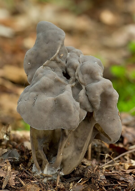 chriapač jamkatý Helvella lacunosa Afzel.