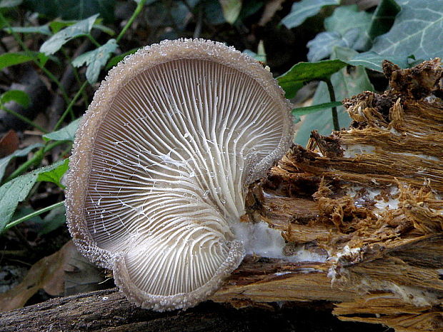 lastúrka plstnatá Hohenbuehelia mastrucata (Fr.) Singer