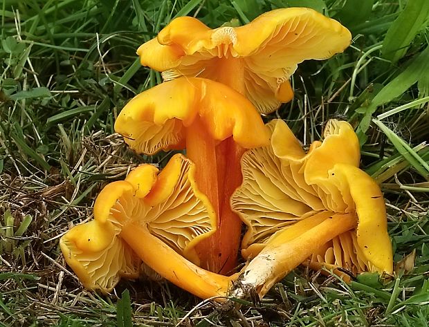 lúčnica citrónovožltá Hygrocybe chlorophana (Fr.) Wünsche