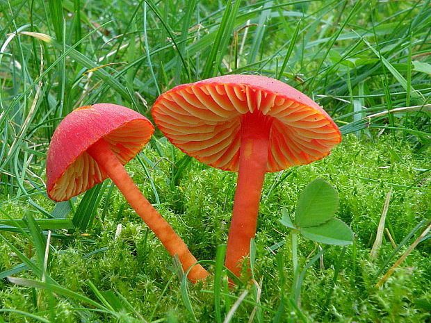 lúčnica šarlátová Hygrocybe coccinea (Schaeff.) P. Kumm.