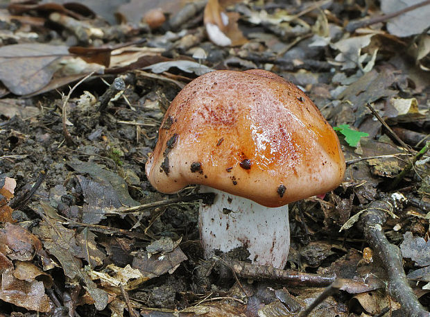 šťavnačka plávkovitá Hygrophorus russula (Schaeff.) Kauffman