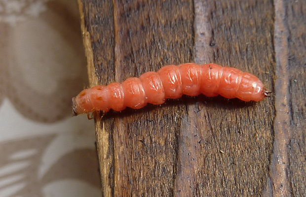 larva pílovky Hymenoptera, Siricidae