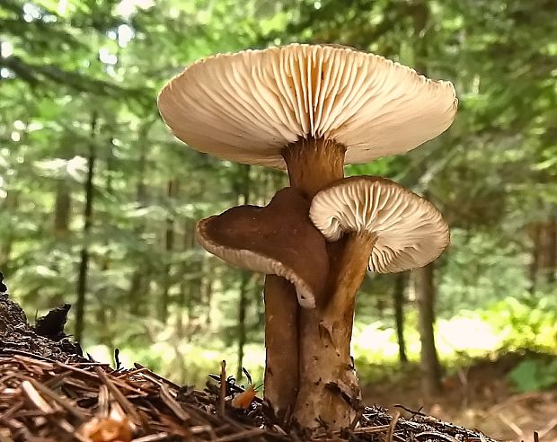 rýdzik čiernozamatový Lactarius lignyotus Fr.