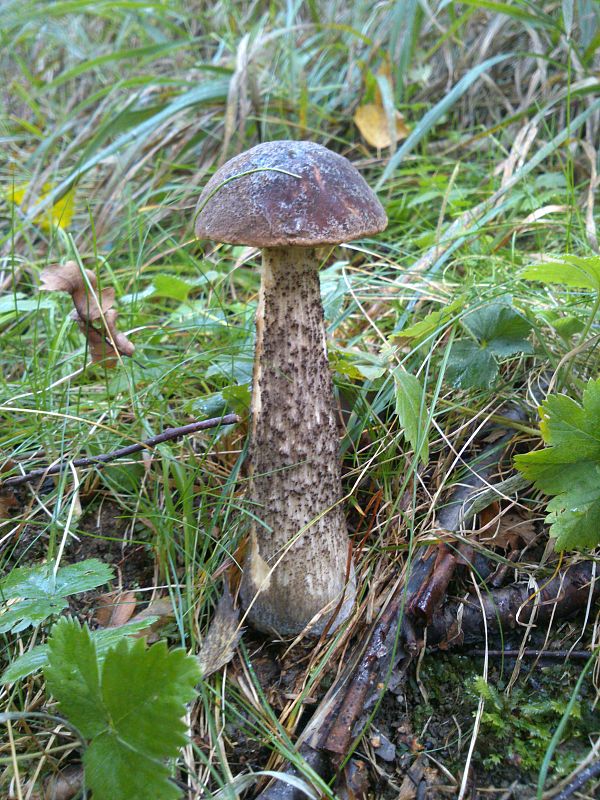 kozák brezový Leccinum scabrum (Bull.) Gray