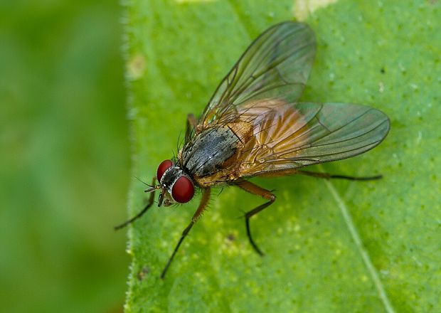 slnivka Phaonia rufiventris (Scopoli, 1763)