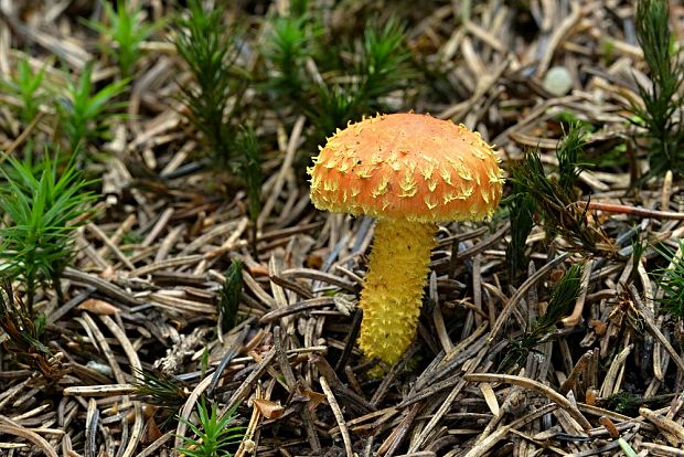 šupinovka ohnivá Pholiota flammans (Batsch) P. Kumm.