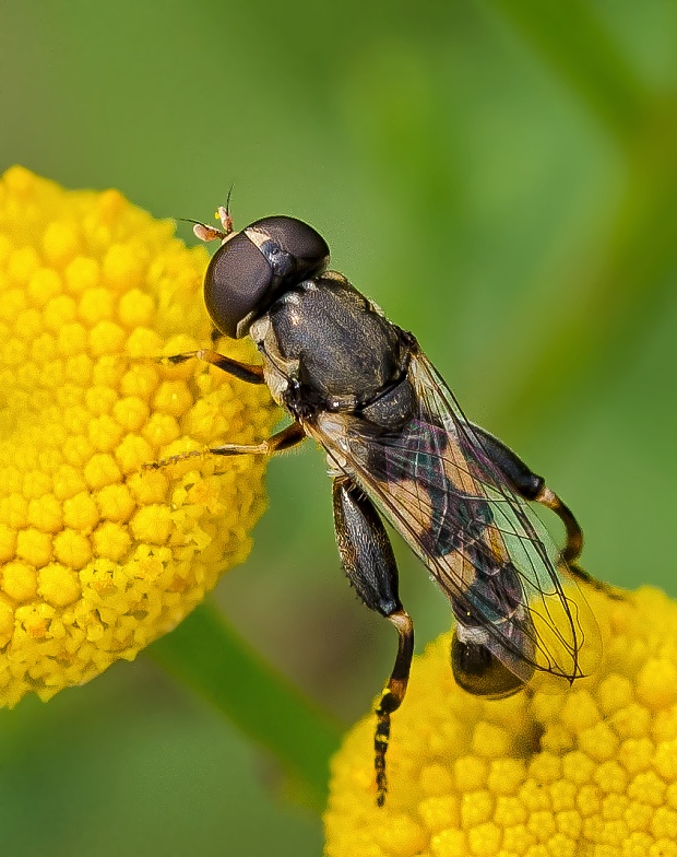 pestrica pískľavá Syritta pipiens ♂