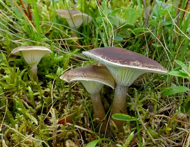 strmuľka kyjakovitá Ampulloclitocybe clavipes (Pers.) Redhead, Lutzoni, Moncalvo & Vilgalys