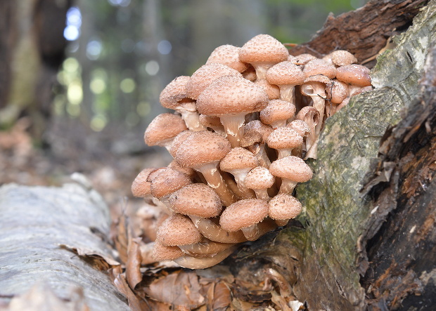 podpňovka tmavá Armillaria ostoyae (Romagn.) Herink