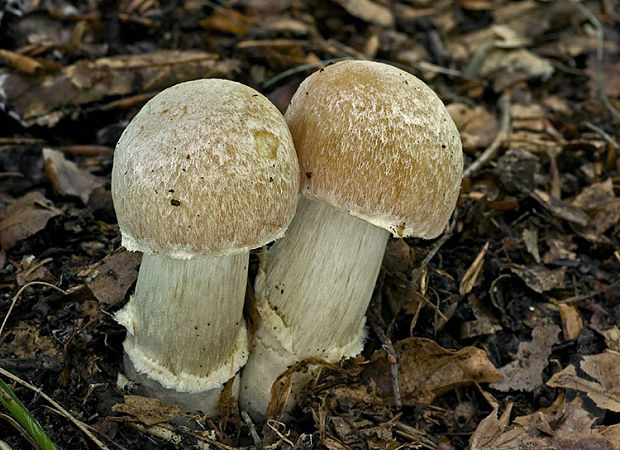 pavučinovec inovaťový Cortinarius caperatus (Pers.) Fr.