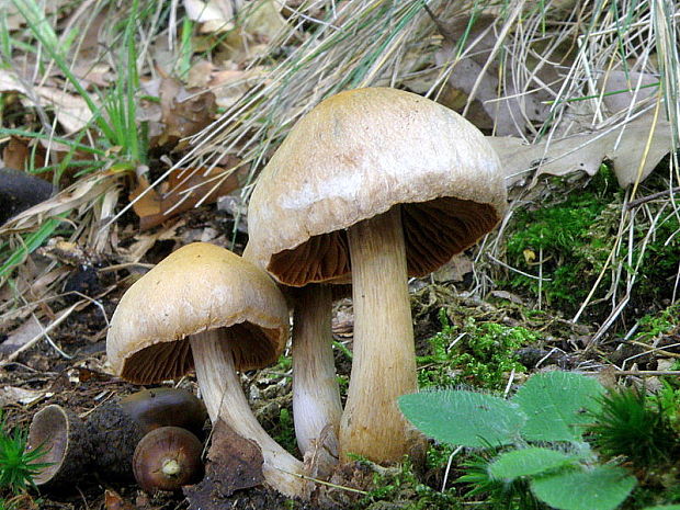 pavučinovec Cortinarius sp.