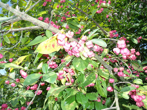 bršlen európsky Euonymus europaeus L.