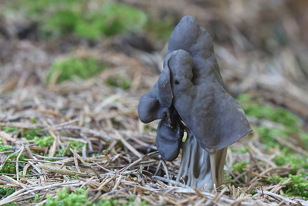 chriapač jamkatý Helvella lacunosa Afzel.