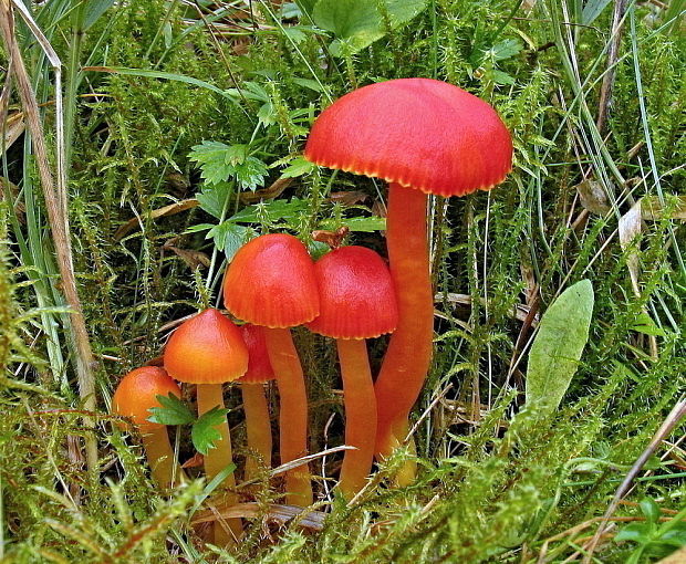 lúčnica šarlátová Hygrocybe coccinea (Schaeff.) P. Kumm.